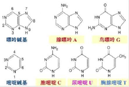 ATP、GTP、UTP、CTP是什么东东？