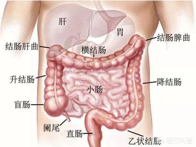 肚子长期有胀气是怎么回事？