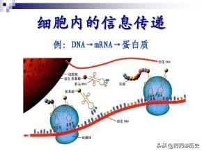 高中生物信息传递作用是什么？