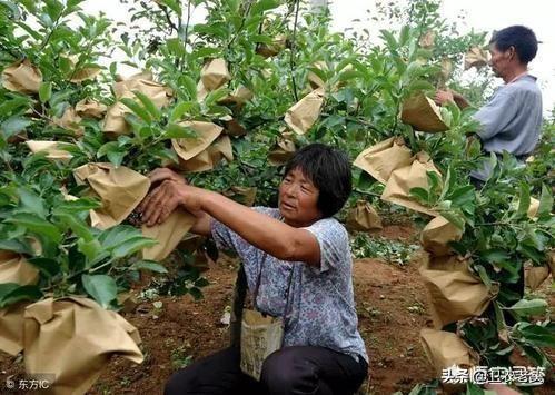 现在果园里的苹果，为什么都会套上袋子？袋子中含有催熟苹果的药吗？