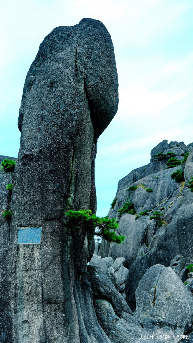 黄山迎客松边的粗硕元阳石【严建设】